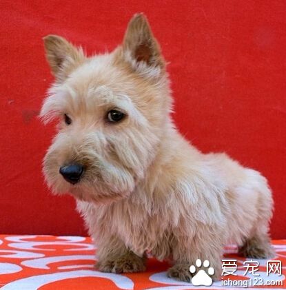 蘇格蘭梗的訓練方法 讓狗記住你對它的呼喚
