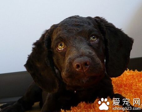 美國水獵犬怎麼養 此犬易訓練且非常聽話