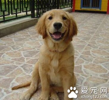 訓練狗狗秘籍 訓練時要給愛犬套上狗繩