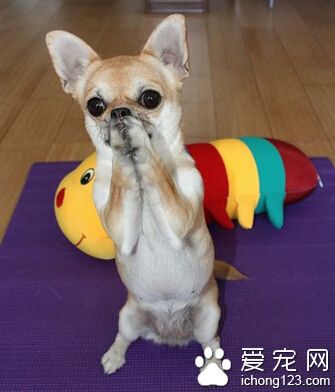 怎麼訓練狗狗拜拜 用食物誘使犬站立