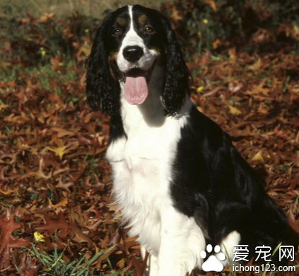 怎麼訓練史賓格 訓練史賓格銜取的方法