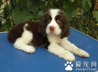 史賓格怎麼訓練 具備撲咬能力基礎後訓練