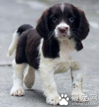 史賓格犬怎麼訓練 從小教它服從命令