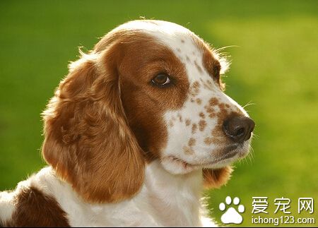 史賓格犬的訓練 首先要及時嚴厲訓斥它