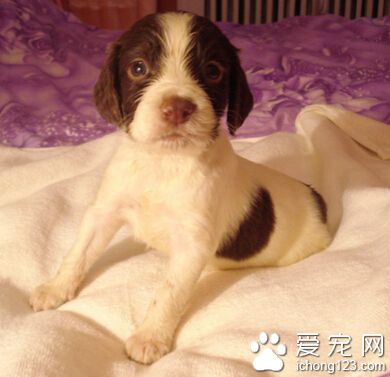 如何訓練史賓格 采取不同的方法進行訓練
