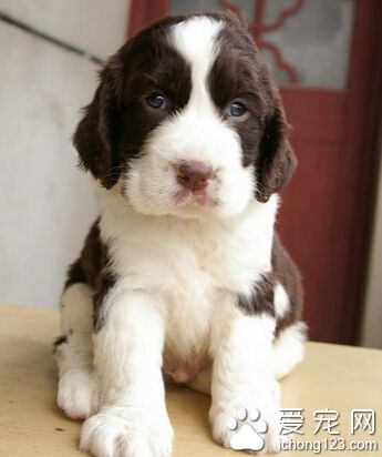 史賓格犬訓練 每完成一個動作要給它點獎勵