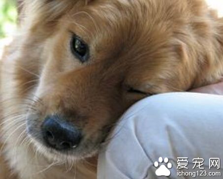 訓練狗狗說話 雖不能說話但能聽懂一些詞
