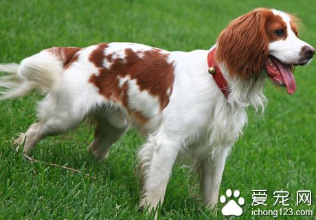 史賓格犬的訓練方法 可用誘導和強迫的方法