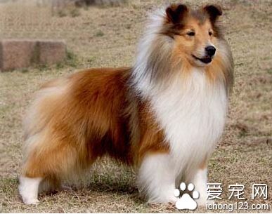 蘇格蘭牧羊犬怎麼訓 態度必須嚴肅和堅決