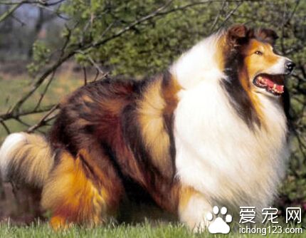蘇格蘭牧羊犬馴養 首先要明確狗的天性
