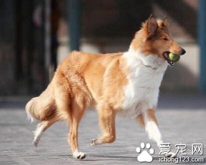 蘇格蘭牧羊犬訓練方法 用一些美食作為引誘