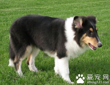  蘇格蘭牧羊犬怎樣訓  糾正狗狗的壞習慣