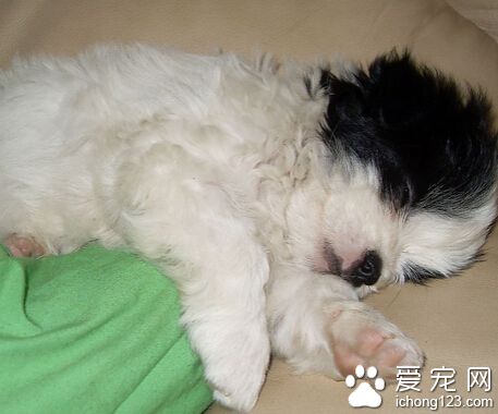 西施犬怎麼訓練 先拉近和西施犬的關系