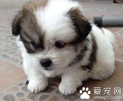 西施犬如何訓練 不要用粗暴的方法訓練