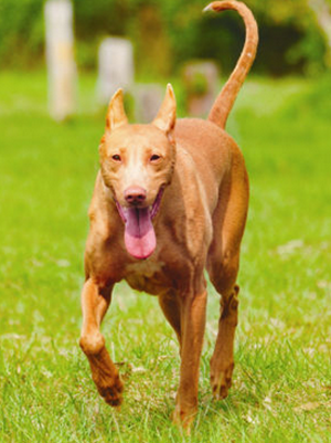 法老王獵犬如何訓練 三個訓練技巧
