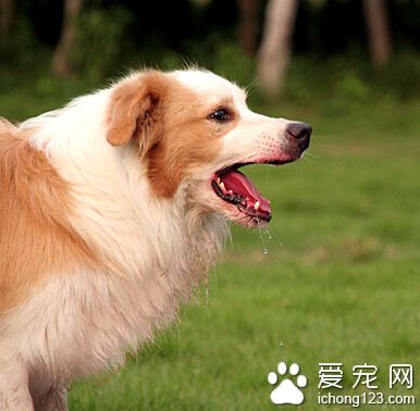最易訓練的狗狗 還是金毛比較容易去控制