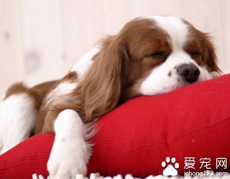 狗狗的訓練口令 需要反復多次去訓練