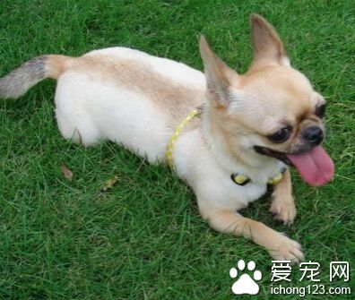 訓練狗狗匍匐前進 准備好狗狗愛玩的玩具