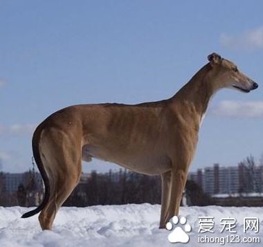 怎麼訓練靈缇 訓練靈缇犬不膽小的方法