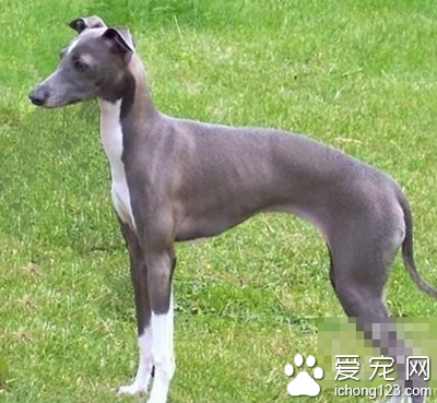 如何訓練靈缇狗 該犬訓練的三階段