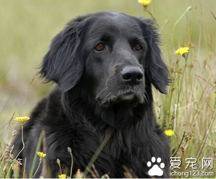 訓練狗狗廁所 訓練前清潔好它尿過的地方
