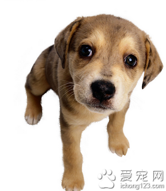狗狗訓練零食 適當的獎勵很有必要