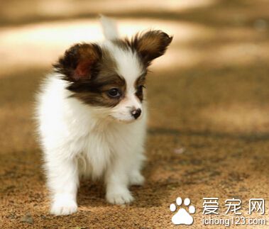 狗狗多大訓練好 幼年時期訓練是最好的 