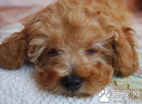 訓練狗狗拜拜 訓練時給狗狗戴上項圈