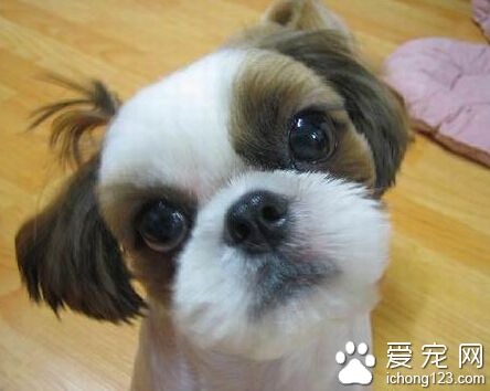  怎樣才能訓練好狗狗 要時常表揚和鼓勵