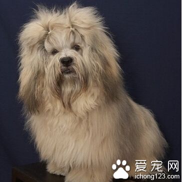 拉薩犬如何訓練 需先限定其行動范圍