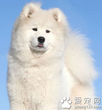 怎麼樣訓練狗狗上廁所 需備著紙墊或報紙
