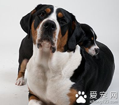 大瑞士山地犬可訓練性 訓練難度中等