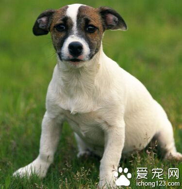 怎麼訓練狗狗聽話 平時要嚴加管教
