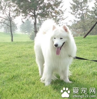 寵物狗狗訓練 狗狗保持隨行訓練