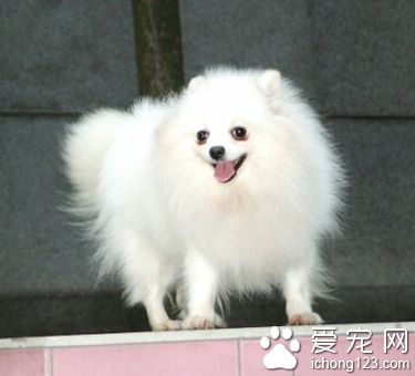 狗狗什麼時候開始訓練 從簡單的開始