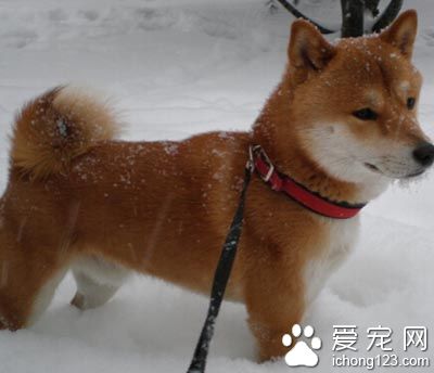 如何訓練柴犬 制止該犬亂叫的訓練
