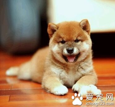  狗狗什麼時候訓練 可以在3個月以後訓練