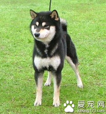  柴犬的訓練方法 該犬的拒食訓練方法
