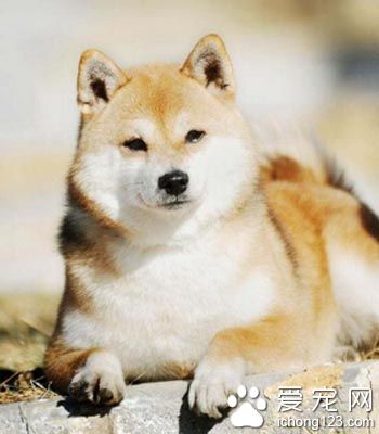 怎樣訓練柴犬 提高它參加訓練的樂趣