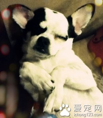 狗狗要怎麼訓練 三種訓練技巧