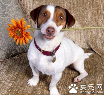 狗狗多大訓練 激發狗狗的積極性