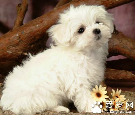 狗狗幾個月可以開始訓練 3個月可以開始