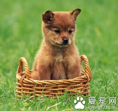  訓練狗狗叫 訓練它們不能隨便亂叫