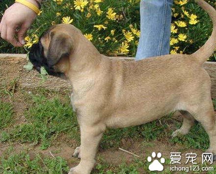 斗牛馬士提夫犬訓練方法 有教養訓練