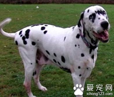 大麥町犬可訓練性 需要注重方法和技巧