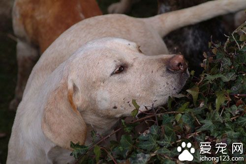 獵狐犬怎麼訓練 訓練後喂食不可操之過急