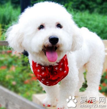 訓練狗狗定點大小便 成犬最好去外邊排便
