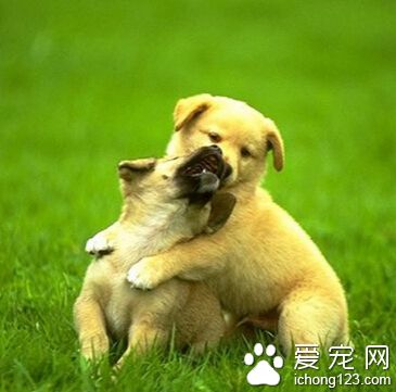 狗狗幾個月訓練 狗狗3個月可以開始訓練