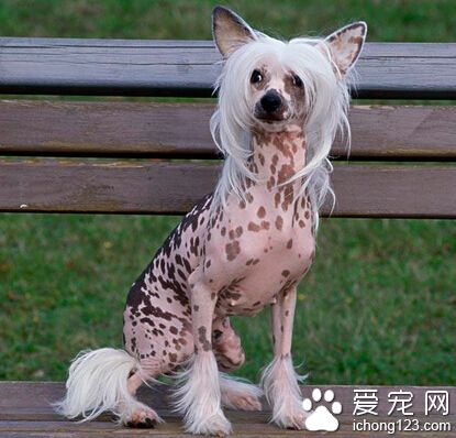 冠毛犬怎麼訓練 盡量少采用食物誘惑訓練