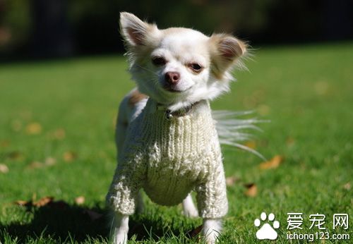 狗狗尿尿怎麼訓練   讓它在熟悉的地方和時間小便